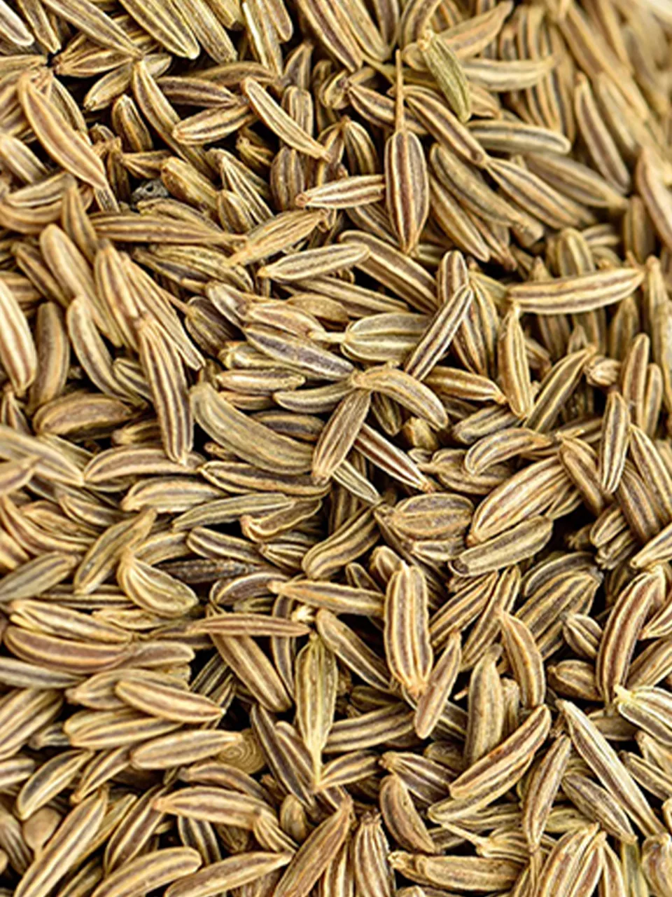 Caraway2